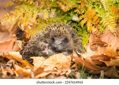 Hedgehog, Scientific name: Erinaceus europaeus.  Close up of a wild, native, European hedgehog waking from hibernation in Springtime and covered in ferns and leaves.   Copy space.  Horizontal. - Shutterstock ID 2247614963