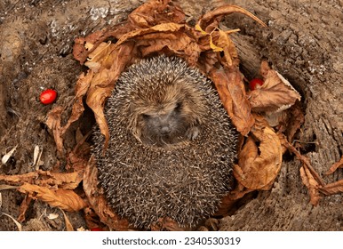 Hedgehog, Scientific name: Erinaceus Europaeus.  Close up of a very cute, wild, native, European hedgehog hibernating in golden Autumn leaves and red rosehips.  Horizontal.  Space for copy. - Powered by Shutterstock