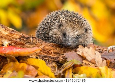 Hedgehog (Scientific name: Erinaceus Europaeus) Wild, native, European hedgehog foraging on a log in colourful Autumn leaves, facing forward.  Horizontal.  Space for copy.