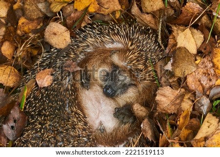 Hedgehog (Scientific name: Erinaceus Europaeus) wild, native, European hedgehog hibernating in natural woodland habitat. Curled into a ball in fallen Autumn leaves. Winter sleeping - hibernation