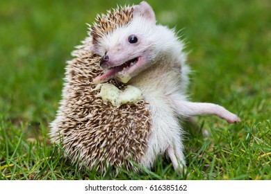 Hedgehog Self Anointing