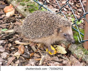 Hedgehog Sitting Besides Garden Fence In Autumn