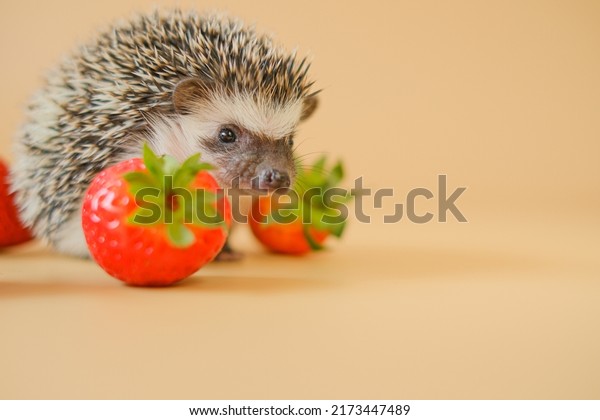Hedgehog and strawberry berries.food for\
hedgehogs. Cute gray hedgehog and red strawberries on a beige\
background.Baby hedgehog.strawberry harvest.African pygmy hedgehog.\
pet and red berries.