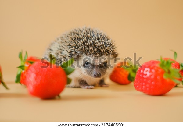 Hedgehog and strawberry berries.food for hedgehogs. Cute\
gray hedgehog and strawberries .Baby hedgehog.strawberry\
harvest.African pygmy hedgehog. pet and red berries. Strawberry\
season. 