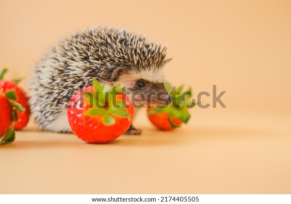 Hedgehog\
and strawberry berries.food for hedgehogs. Cute gray hedgehog and\
red strawberries on a beige background.Baby hedgehog.strawberry\
harvest.pet and red berries. Strawberry season.\
