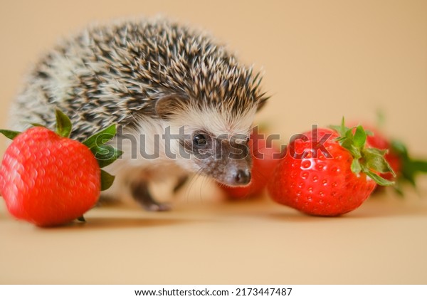 Hedgehog and strawberry.food for hedgehogs.gray\
hedgehog and red strawberries on a beige background.Baby\
hedgehog.strawberry harvest.African pygmy hedgehog. pet and red\
berries. Strawberry season.\

