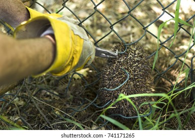 Hedgehog Stuck In A Fence Net. Wire Bending Using Pliers.