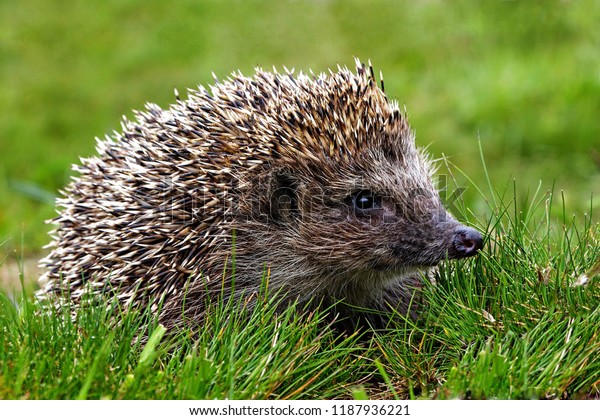 Hedgehog, wild animal with cute nose close up.\
Native European adult little hedgehog in green grass. Macro spines\
& needles, ear, eye adorable hedgehog baby portrait in forest.\
Wildlife nature\
concept