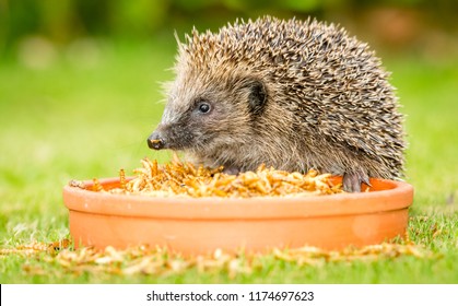 Hedgehog, wild, native European hedgehog with bowl of dried mealworms.  Facing to the left in natural garden habitat. Scientific name: Erinaceus europaeus.  Horizontal.