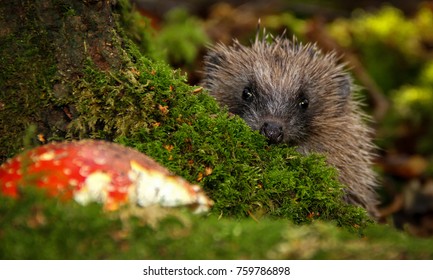 Hedgehog, wild, native, European hedgehog in natural woodland habitat, peeping over a green moss covered tree stump with red toadstool, (Fly Agaric) in the foreground. Latin Name: Erinaceous Europaeus