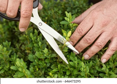 Hedges Trimming With Hand Siccors