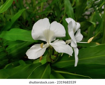 Hedychium coronarium, the white garland-lily or white ginger lily, is a perennial flowering plant in the ginger family Zingiberaceae, native to the forest understorey of Asia. - Powered by Shutterstock