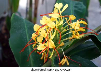 Hedychium Gardnerianum Images Stock Photos Vectors Shutterstock