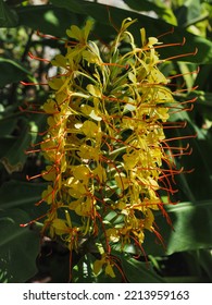 Hedychium Gardnerianum Or Ginger Lily, Yellow Petals And Red Spikes, Close Up. Kahili Ginger Or Kahila Garland-lily Is Fragrant Herbaceous Perennial Flowering Plant Of The Ginger Family, Zingiberaceae