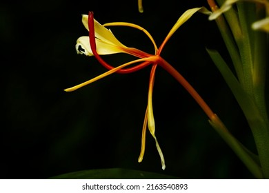 Hedychium spicatum, the spiked ginger lily. - Shutterstock ID 2163540893