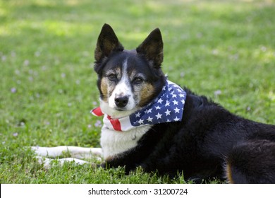 Heeler Mix Breed Dog With Flag Bandanna