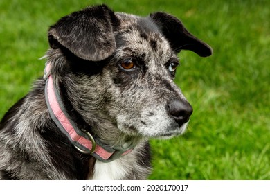 Heeler Mix Dog With Ears Perked Up Wearing A Pink Collar