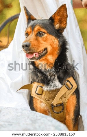 Similar – Image, Stock Photo Dressing up the garden for spring