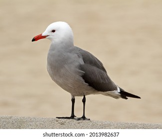 Heermann's Gull (Larus Heermanni) Bird