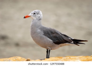 Heermann's gull standing