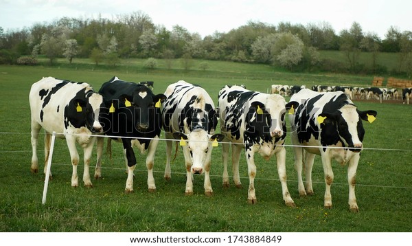 Heifer dairy cows farming free open range lawn
meadow grass green grazing pasture electric fence tape, Holstein
Friesian cattle breed milk bio organic farm farming, feeding barn,
Czech Europe