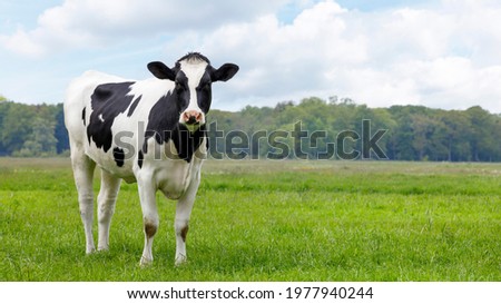 heifer young cow in a field looking, copy space