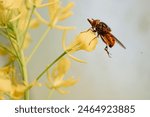 A Heineken Fly on a Kale plant