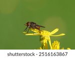 Heineken Hover Fly, Common Snout Fly (Rhingia campestris), family Syrphidae on the flower of ragwort (Jacobaea vulgaris, Senecio jacobaea). Dutch garden. Netherlands, September.                       