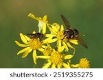 Heineken Hover Fly, Common Snout Fly (Rhingia campestris) and Yellow-barred Pond Fly (Sericomyia silentis), family Syrphidae on flowers of ragwort (Jacobaea vulgaris). Netherlands, September          