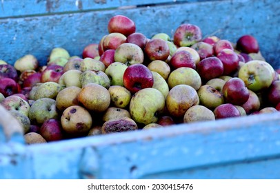 Heirloom Apples In A Blue Wooden Cart