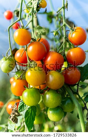 Similar – Tomatoes Growing On Vine In Greenhouse