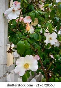 Heirloom Roses Blooming On Green Leafy Plant Vines On Wooden Arbor Trellis