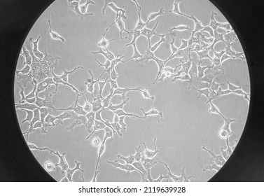 HEK-293 Cells Cultured In A DMEM Medium. The Cells Are Extensively Exploited In Receptor Signaling, Cancer Research, And Large-scale Protein Production.