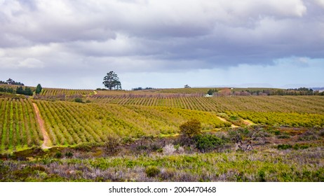 Helderberg Rural, South Africa - 26-06-2021

Vineyards In Grabouw On A Wet And Cloudy Afternoon. Wine And Dine Concept.