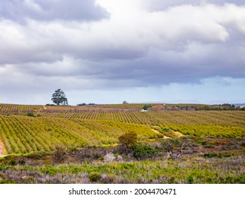 Helderberg Rural, South Africa - 26-06-2021

Vineyards In Grabouw On A Wet And Cloudy Afternoon. Wine And Dine Concept.