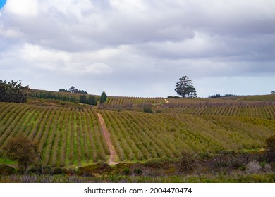 Helderberg Rural, South Africa - 26-06-2021

Vineyards In Grabouw On A Wet And Cloudy Afternoon. Wine And Dine Concept.