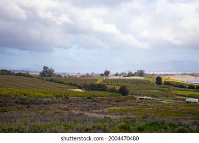 Helderberg Rural, South Africa - 26-06-2021

Vineyards In Grabouw On A Wet And Cloudy Afternoon. Wine And Dine Concept.