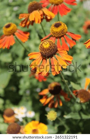 Helenium 'Sahin's Early Flowerer' in full bloom on a sunny day (common name, sneezeweed) portrait.