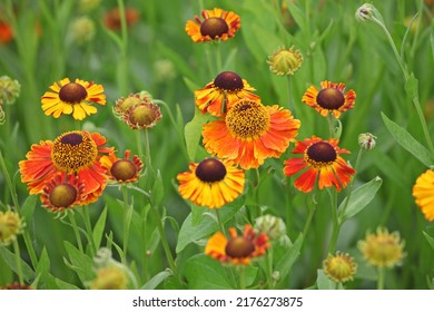 Helenium 'Waltraut' Sneezeweed In Flower. 