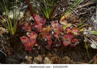 Heliamphora Minor Ssp. Pilosa, Auyan Tepui, Venezuela