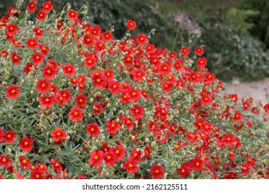 Helianthemum rock rose 'Henfield Brilliant' in flower - Shutterstock ID 2162125511