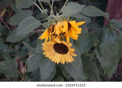 Helianthus annuus blooms in the garden in July. Helianthus annuus, the common sunflower, is a large annual forb of the genus Helianthus. Berlin, Germany