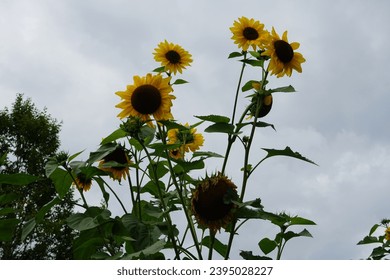Helianthus annuus blooms in September. Helianthus annuus, the common sunflower, is a large annual forb of the genus Helianthus. Berlin, Germany
					