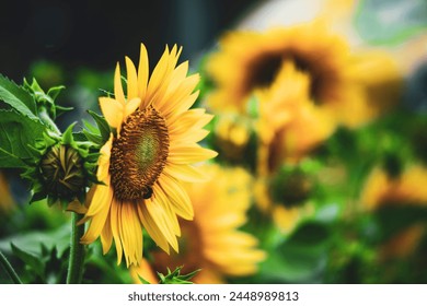 Helianthus Annuus field against sky,
Close-up of sunflowers or Helianthus Annuus on land
Sunflower blooming in Phitsanulok provinces,Close-up of sunflowers blooming outdoors  - Powered by Shutterstock