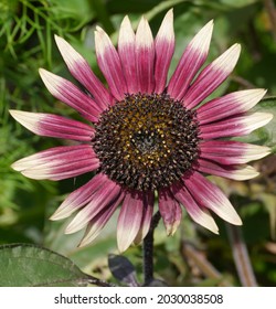 Helianthus Annuus Ms Mars Sunflower - Shutterstock ID 2030038508