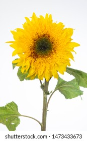 Helianthus Annuus Starbust Panache Flower