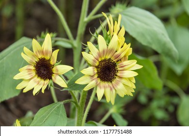 Helianthus Annuus Strawberry Blonde Sunflower