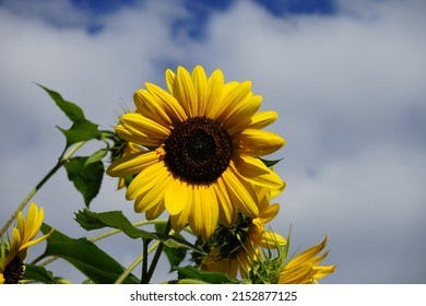 Helianthus annuus, sunflower "Herbstschonheit", in the garden. Helianthus annuus, the common sunflower, is a large annual forb of the genus Helianthus. Berlin, Germany