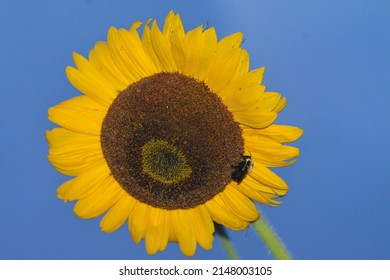 Helianthus annuus - sunflower roots and flowers