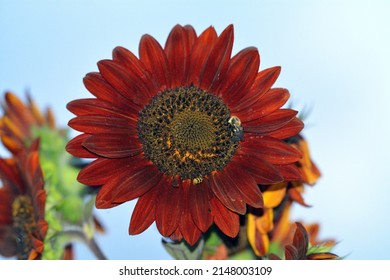 Helianthus annuus - sunflower roots and flowers